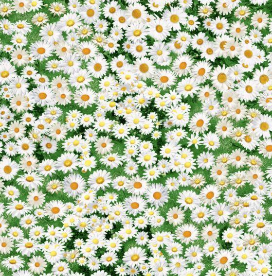 Daisies From Timeless Treasures