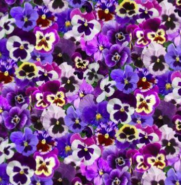 Lovely Pansies Purple By Elizabeth'S Studio