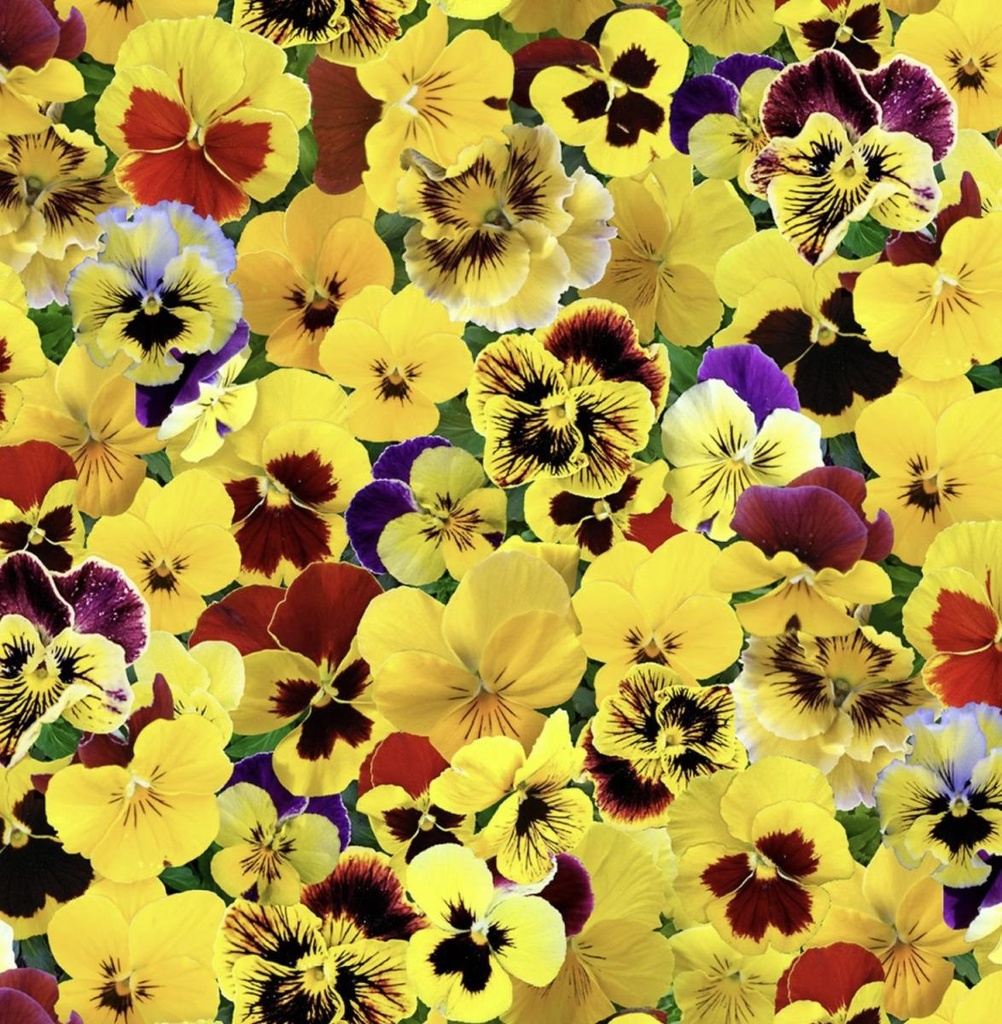 Lovely Pansies Yellow By Elizabeth'S Studio