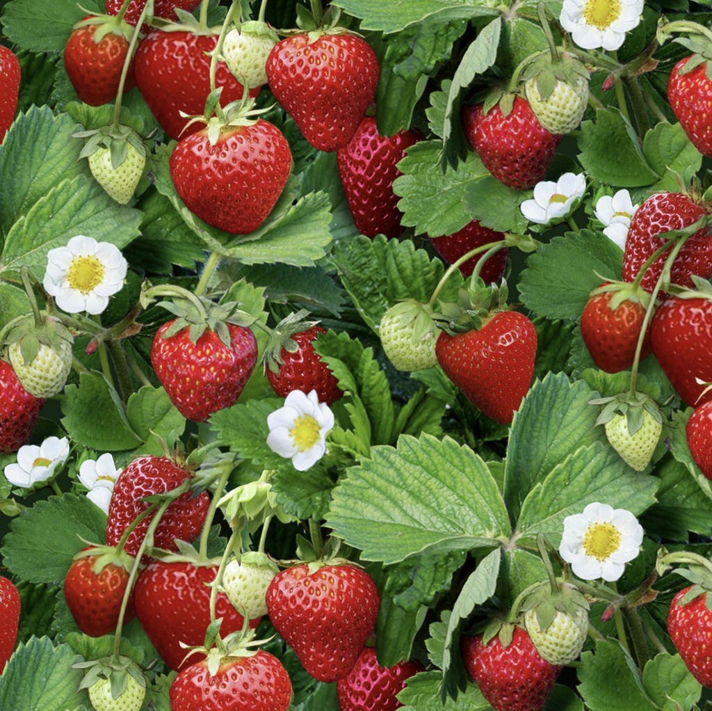 Berry Good Strawberries Green from Elizabeth's Studio