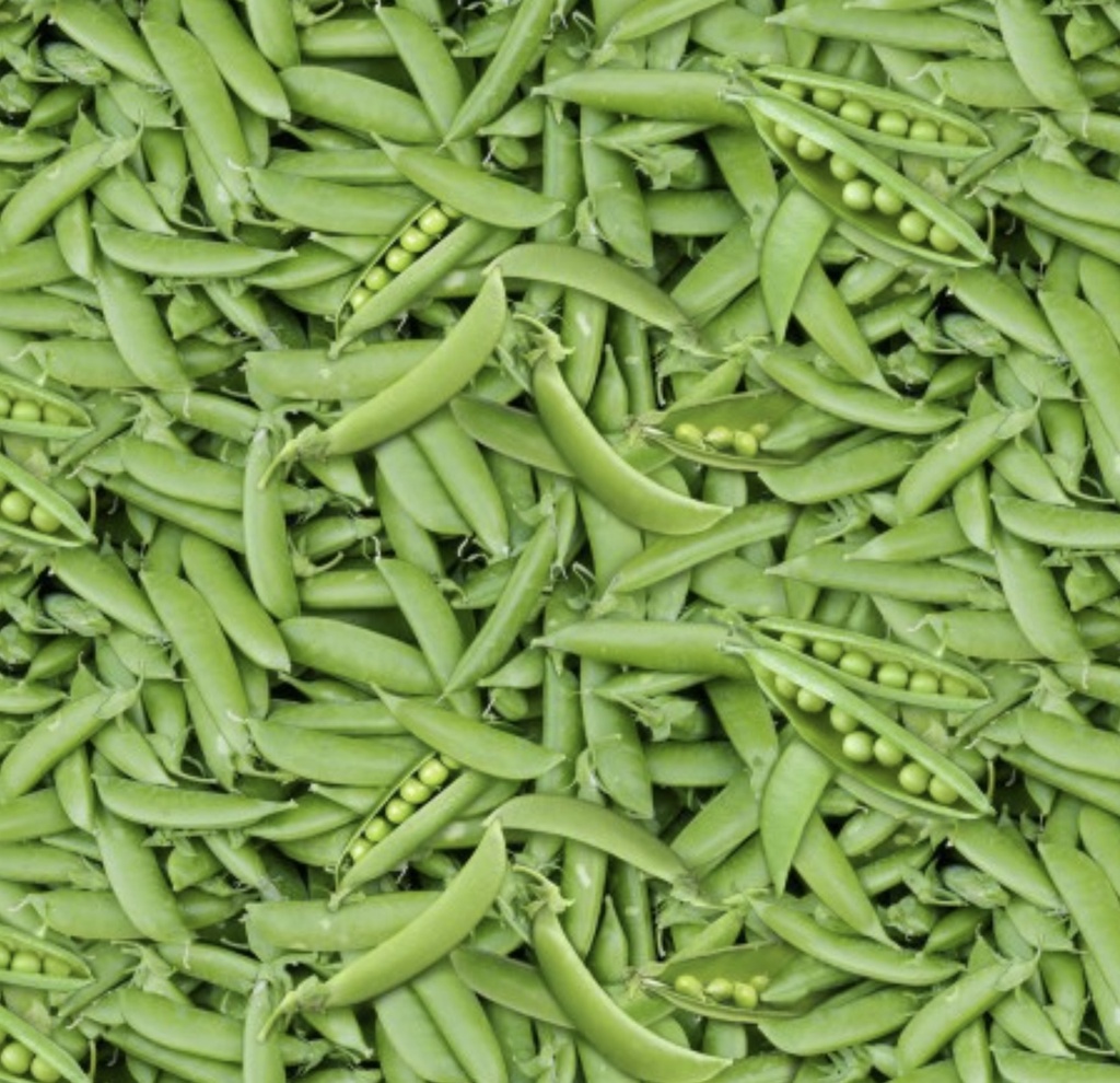 Food Festival Green Peas from Elizabeth's Studio