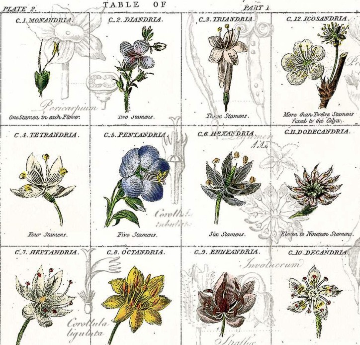 Sewing Seeds III Flower Classes White by J. Wecker Frisch for Riley Blake Designs