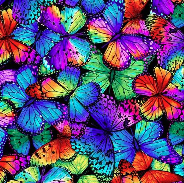 Butterfly Garden Bright Butterflies Multi by Chong-A Hwang for Timeless Treasures