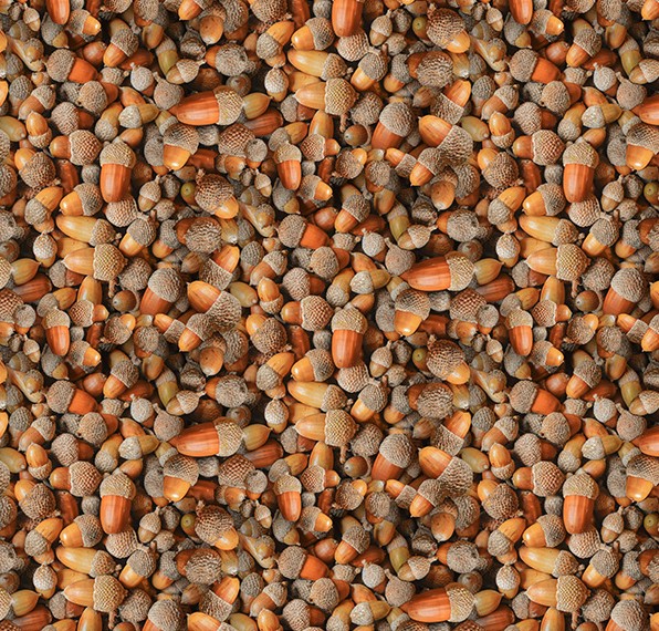 Homestead Packed Acorns Acorn from Hoffman Fabrics