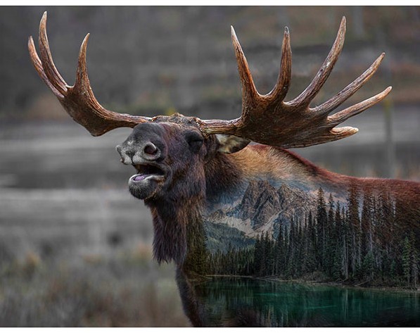 Call of the Wild Moose Deep Earth Panel from Hoffman Fabrics