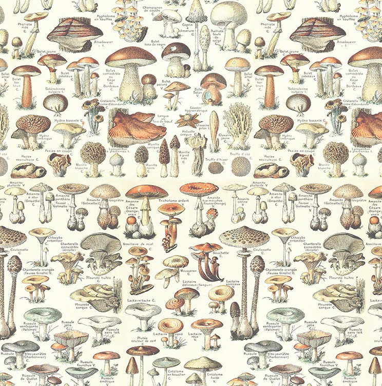 Palette Orange Toadstools Orange by Tim Holtz for FreeSpirit Fabrics