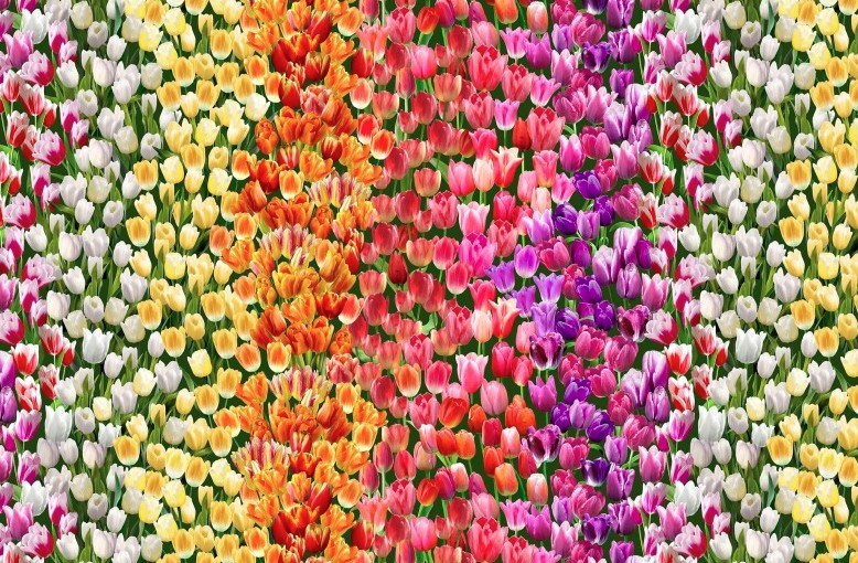 Spring in Delft Tulip Field Multi from Michael Miller Fabrics