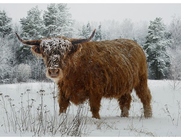 Call of the Wild Caramel Highland Cow Panel from Hoffman Fabrics
