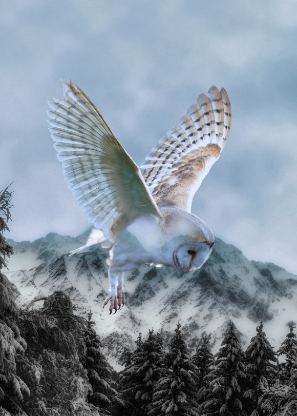 Call of the Wild Powder Blue Owl Panel from Hoffman Fabrics