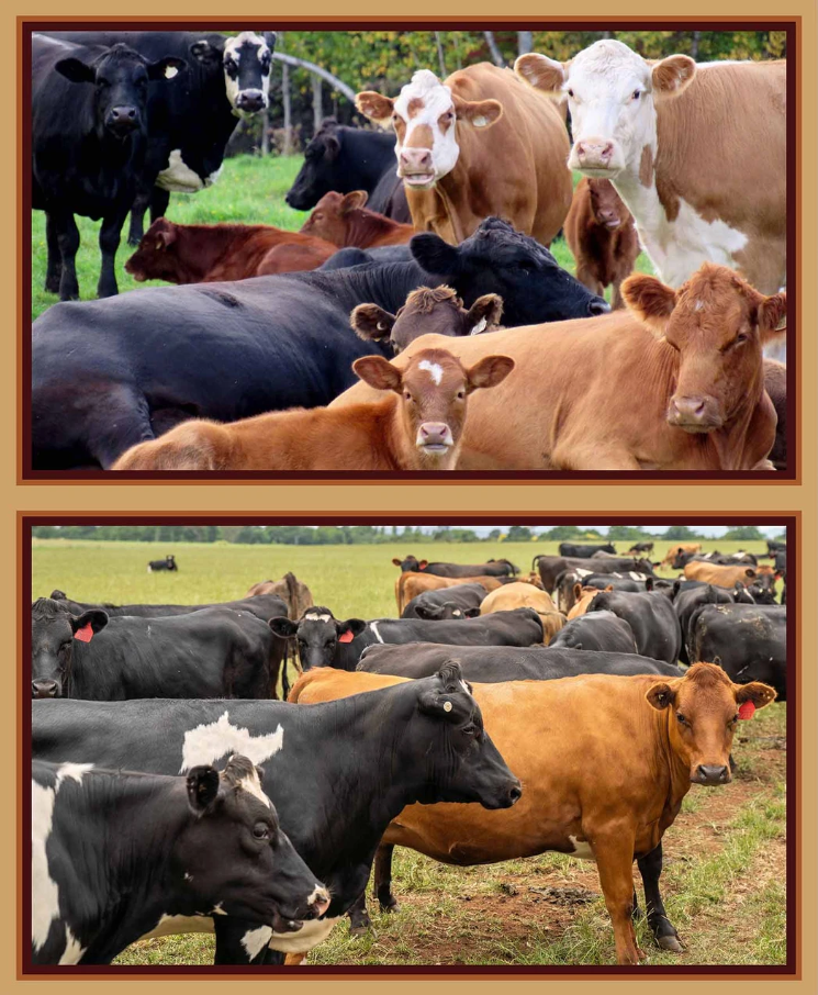 Homestead Bovine Mixed Breeds Panel from KK Fabrics