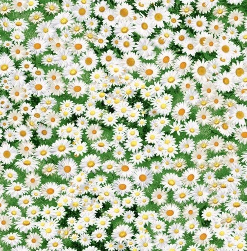 [TTR-7471] Daisies From Timeless Treasures