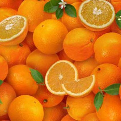 [ES-261Orange] Oranges By  Food Festival From Elizabeth Studio