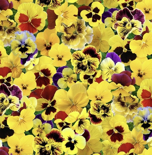 [CKR-560-Yellow] Lovely Pansies Yellow By Elizabeth'S Studio