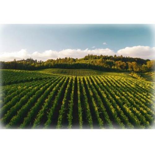 [HOF-4962-545] Through The Vine Vineyard Panel From Hoffman Fabrics