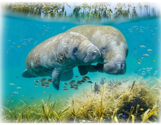 [HOF-V5333-320] Call of the Wild Manatee Panel