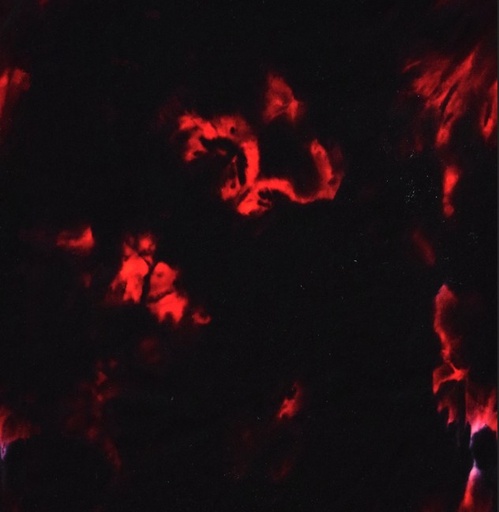 [NOR-40176-26] Amok Welcome Garnet by Stephanie Brandenburg for Northcott Fabrics