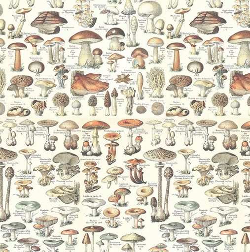 [FR-PWTH236-ORNG] Palette Orange Toadstools Orange by Tim Holtz for FreeSpirit Fabrics