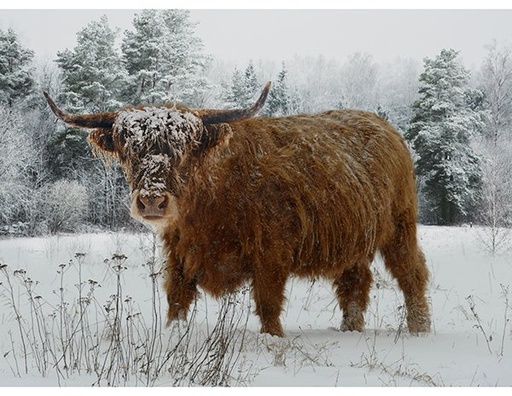 [Hof-X5567-606] Call of the Wild Caramel Highland Cow Panel from Hoffman Fabrics