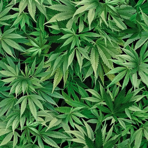 [TTR-CD3819-GRN] Got the Munchies Cannabis Leaf Green from Timeless Treasures